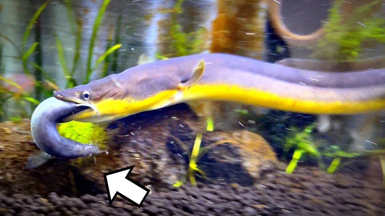 ウナギの大好物がドジョウと聞いたので…