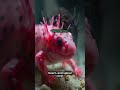 Axolotl: The Forever Young Regenerator That Heals #WildLogic #Animals #Nature #Wildlife #NatureFacts