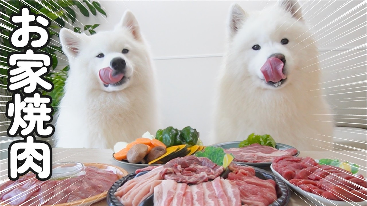 焼肉パーティーで大興奮の犬たちの食べっぷりが最高すぎました…！
