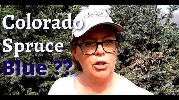 Which color are you getting??