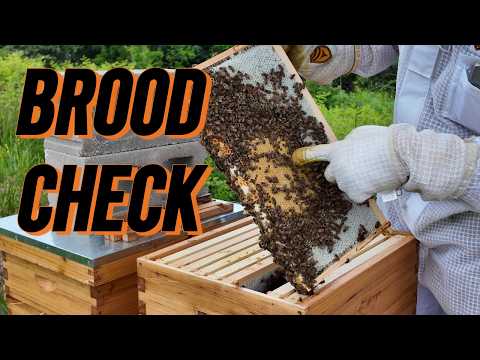 Real-Time Beekeeping | Full Inspection of Two Hives