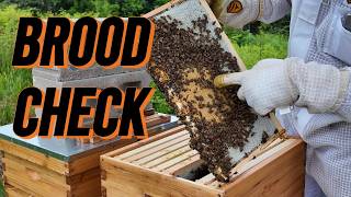 Real-Time Beekeeping | Full Inspection of Two Hives