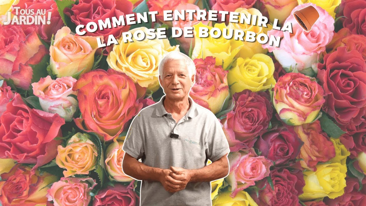 Visite du jardin de Jacqueline et tuto : Entretien de la rose de Bourbon