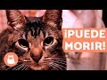 10 cosas que pueden matar a tu gato y que tienes en casa