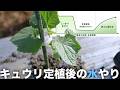 キュウリ定植後の水やり/スイカあんどんの設置/アブラムシ駆除