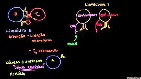 Qual é a diferença entre linfócitos T CD4 et CD8?