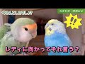 「レディに向かってそれ言う？」失礼なコザクラインコ　#セキセイインコ　#コザクラインコ　#オカメインコ