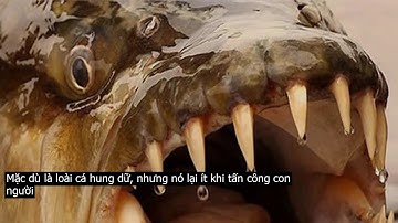 1001 thắc mắc: Thủy quái nào khiến cá sấu cũng phải e ngại?