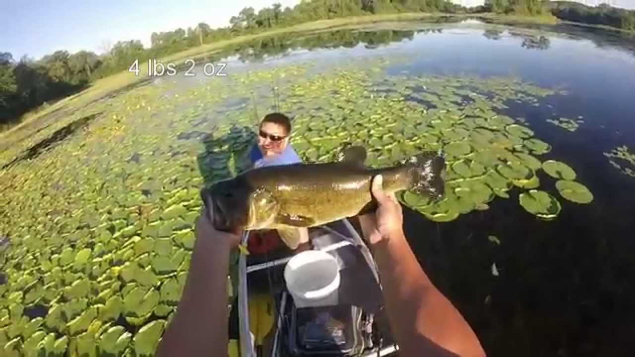 4lb Bass in the Lilies YouTube