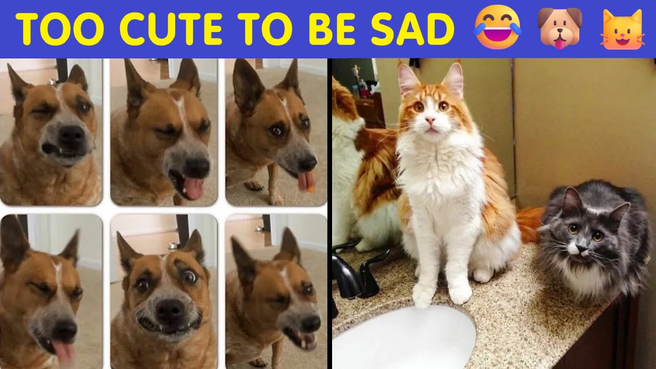 Funny And Adorable Animal Memes That Fight Sadness And Boredom With 100% Efficiency | Happy And Fun