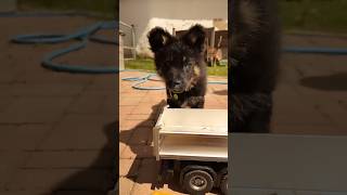 Puppy vs. Giant RC Dump Truck! 🐶🚛 #puppy #cutedog #shorts #asmr