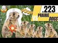 223 vs Prairie Dogs!!! 🤯💥💣🧨