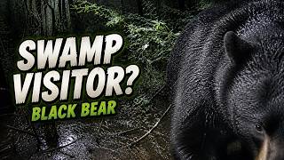 Close Shot Video of Black Bear in the Swamp