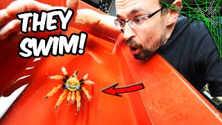 Can TARANTULAS SWIM?!? Experiment!