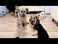 Реакция кошек на новых щенят в приюте Зэна и Бэлла ждут человека чтобы стать домашними собаками