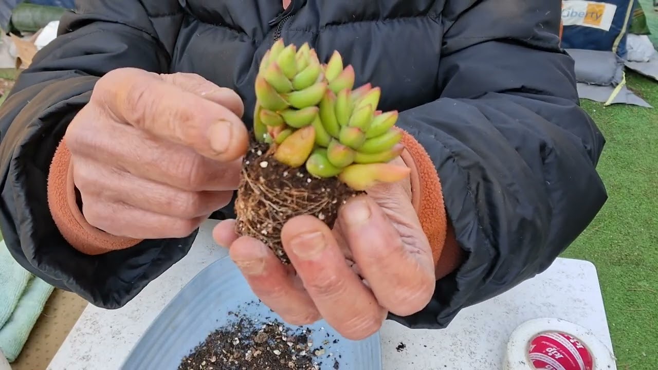 MEGATRASPLANTE de las últimas suculentas llegadas al jardín!!!🥰🥰🥰