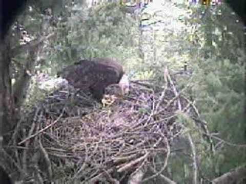 When & Where Do Bald Eagles Build Their Nests? #shorts 