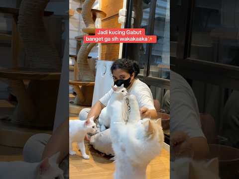 Kucing kalian gabut gakk gaizz??? #winterfamily #kucinglucu #kucingpintar #shorts