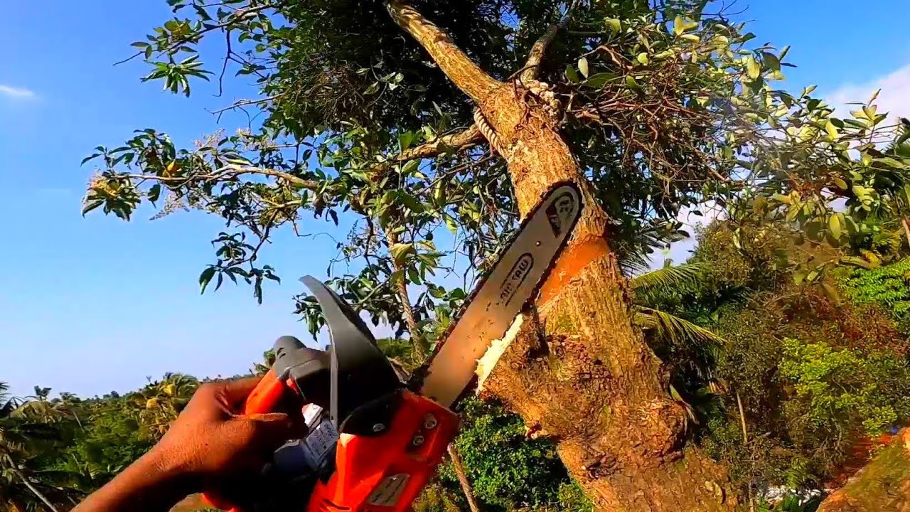 Tree🌳 cutting / Mango 🥭 Tree cutting / Raja woodcutting😍 - YouTube