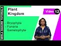 Plant Kingdom - Bryophyta - Funaria Gametophyte