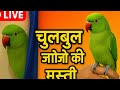 Chulbul & Jojo Parrots 🦜 | Funny Parrots Live Show | Cute Birds Entertainment