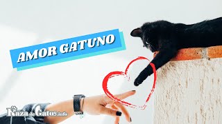 This is what happens when you have a cat😺 (english subtitles) by Raza de Gatos 130 views 2 years ago 2 minutes, 15 seconds