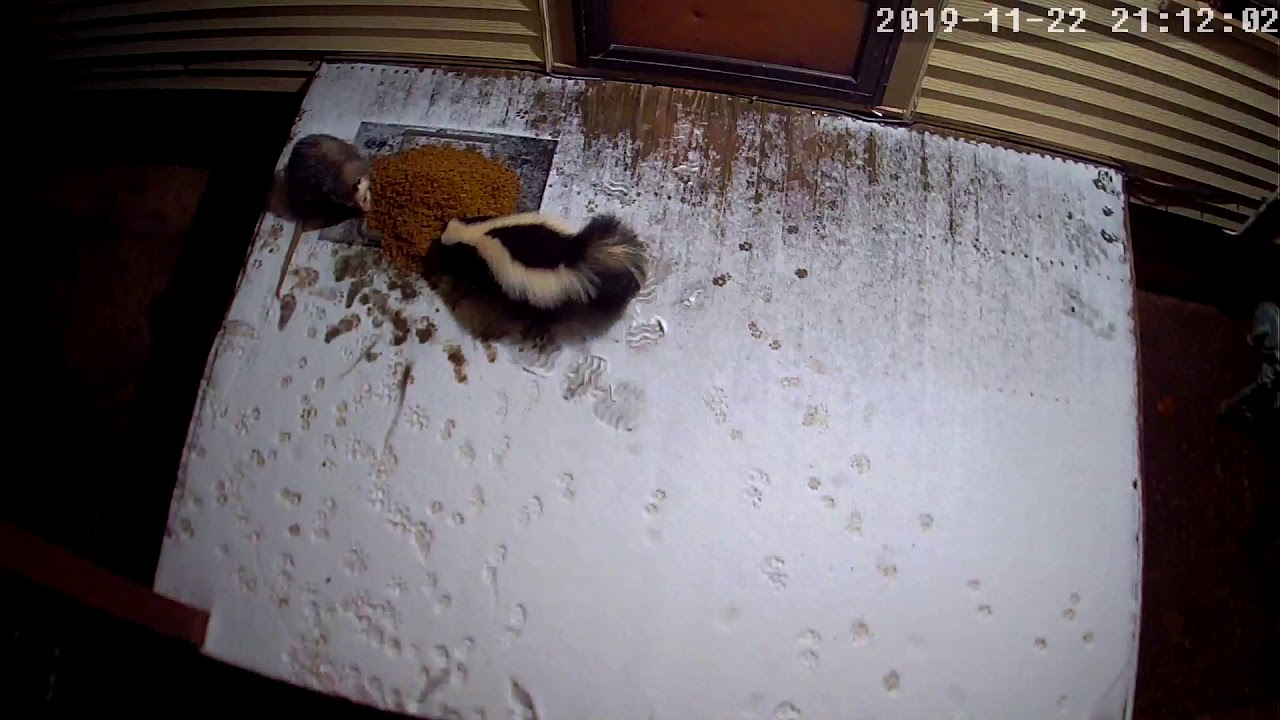 Skunk & Possum Eating together YouTube