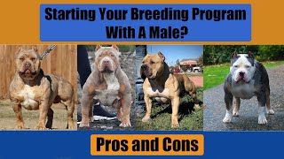 Are You Thinking About Getting Into Dog Breeding? Part 4 (Start w/ a pup vs Start w/ an Adult Male