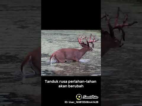 Video: Adakah tanduk kulit pada anjing adalah kanser?