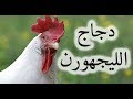 تربية الدجاج - أفضل سلالة دجاج بياض وهذا ثمنه (بالدرهم المغرب)
