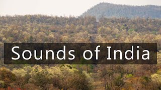 Sounds of India - Lazy morning in the forest