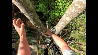 Cut top tree | climbing tree |