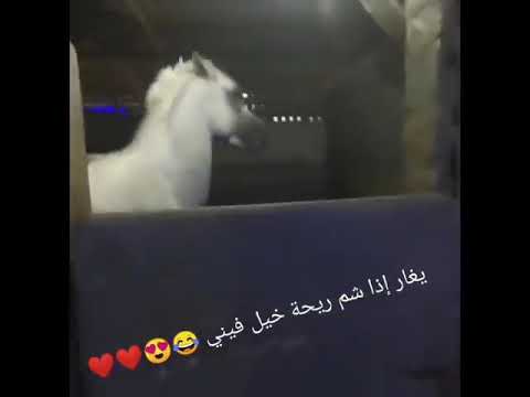 حصان يغار إذا شم ريحت صاحبه فيها خيل اللهم بارك 