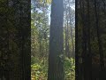 Two cell cams, Two different Carrier's on the same tree!