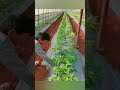 Tomato Farming Techniques For More Roots to grow and More Tomatoes #satisfying #short