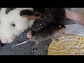 Tiny joeys cuddle, squirm, and drink milk
