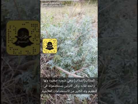 نبذه عن اشجار ونباتات زهران بمنطقة الباحة