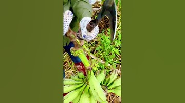 cool technique for cutting bananas from the bunch #shorts