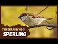 Tiergeräusche | Sperling 🐦‍⬛