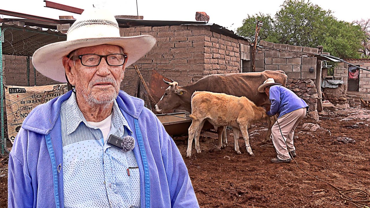 LAZAR BECERROS y ORDEÑAR VACAS, es la vida de Don Gabriel a sus 97 AÑOS