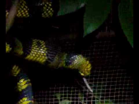 snake games mangrove snake