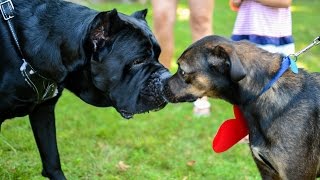 Hudson Valley Pet Expo & People for Pets Motorcycle Run