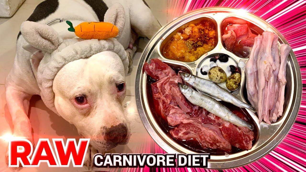 nomy the Pit Bull SOLO: Dog Carnivore Diet Formula for Healthy Specie ...