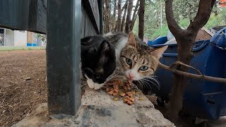 Two stray cats get delicious wet cat food!