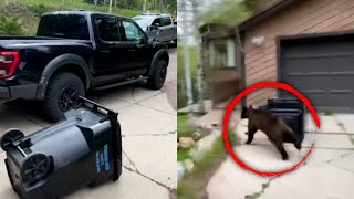Bear Opens Truck Door to Look For Food