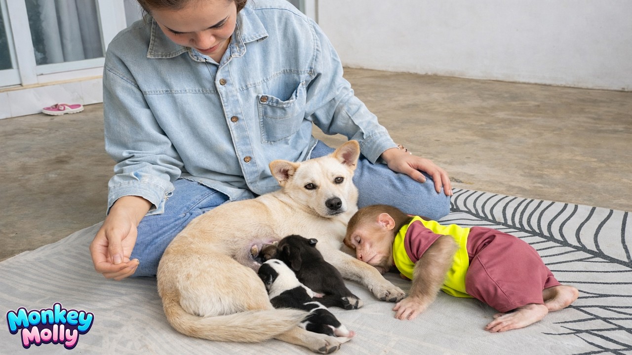 A happy week for Monkey Molly after Mun successfully gives birth to adorable puppies