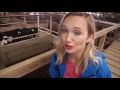 Cattle theft is a modern day issue
