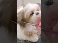 生まれたばかりのボサボサシーズーをカット！#shorts