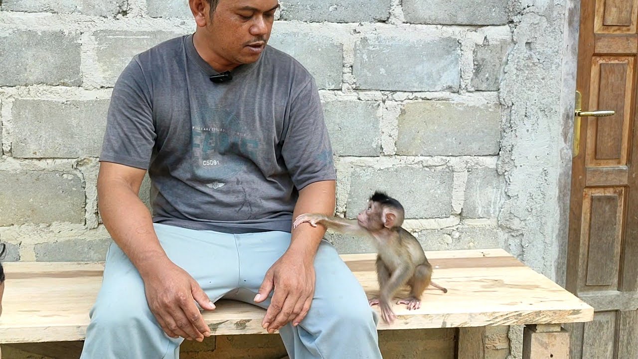 monkey Yola is getting older and more active. - YouTube