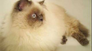 Playtime in the Bathtub! (Turkish Van and Teacup Himalayan) by RonetteTaylor 2,166 views 14 years ago 1 minute, 13 seconds